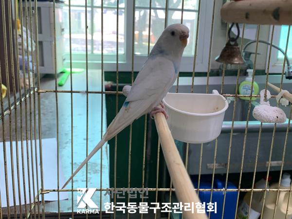 [기타축종] 앵무새 서울-강서-2025-00066 유기동물 배경 이미지 입니다.